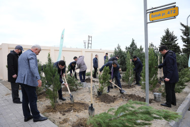 “Yaşıl dünya naminə həmrəylik ili” çərçivəsində Nizami rayonunda yaşıllıq zolaqlarının artırılması istiqamətində işlər davam etdirilir