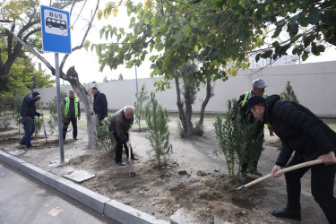 Elşən Süleymanov və Davud Aslan küçələrində ağacəkmə aksiyası keçirilib