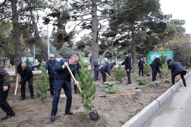 Nizami rayonunda növbəti ağacəkmə aksiyası təşkil edilib