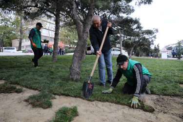 Rayonda növbəti ağacəkmə aksiyası keçirilib