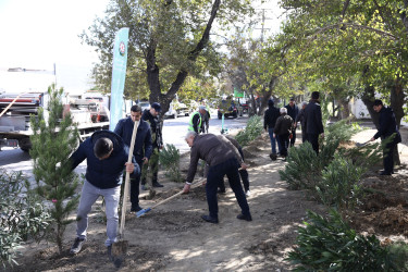 Elşən Süleymanov və Davud Aslan küçələrində ağacəkmə aksiyası keçirilib