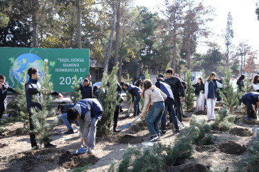 Heydər Əliyev  prospekti 102 ünvanında və Babək prospekti ilə Mikayıl Əliyev küçəsinin kəsişməsində növbəti ağacəkmə aksiyası təşkil edilib