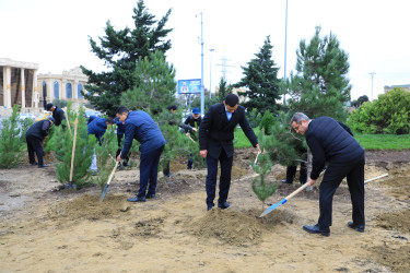 “Yaşıl dünya naminə həmrəylik ili” çərçivəsində Nizami rayonunda yaşıllaşdırma işləri davam edir