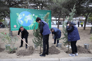 Rayonda növbəti ağacəkmə aksiyası keçirilib