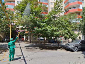 Nizami rayonunda yaşıllıqların qorunması məqsədilə dezinfeksiya işləri davam etdirilir