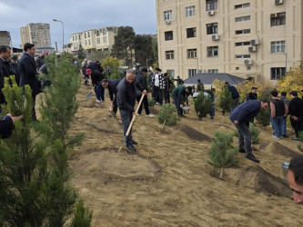 Nizami rayonunda 8 Noyabr - Zəfər Günü ərəfəsində ağacəkmə aksiyası keçirilib