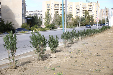 Elşən Süleymanov və Davud Aslan küçələrində ağacəkmə aksiyası keçirilib