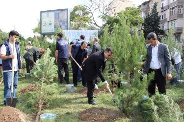 27 Sentyabr – Anım Günü ilə əlaqədar Nizami rayonunda ağacəkmə aksiyası keçirilib