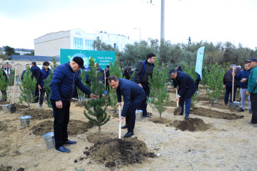 “Yaşıl dünya naminə həmrəylik ili” çərçivəsində Nizami rayonunda yaşıllaşdırma işləri davam edir