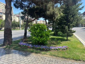 Qara Qarayev prospekti rəngarəng güllərlə bəzədilir