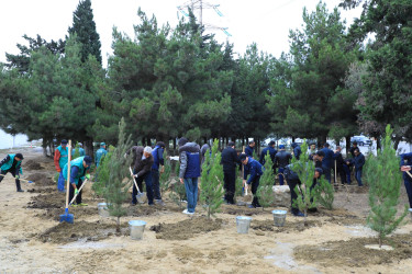 “Yaşıl dünya naminə həmrəylik ili” çərçivəsində Nizami rayonunda yaşıllaşdırma işləri davam edir