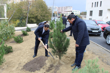 Nizami rayonunda 8 Noyabr - Zəfər Günü ərəfəsində ağacəkmə aksiyası keçirilib