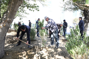 Elşən Süleymanov və Davud Aslan küçələrində ağacəkmə aksiyası keçirilib