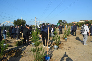 Nizami rayonunda ağacəkmə aksiyası davam edir