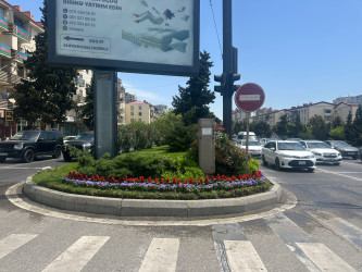 Qara Qarayev prospekti rəngarəng güllərlə bəzədilir