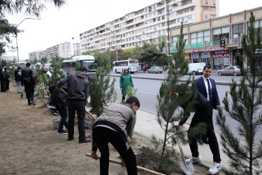 Rayonda növbəti ağacəkmə aksiyası keçirilib