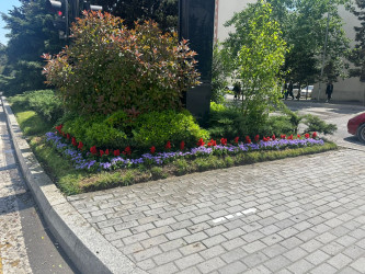 Qara Qarayev prospekti rəngarəng güllərlə bəzədilir