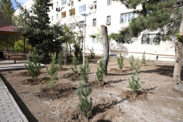 "Yaşıl dünya naminə həmrəylik ili" çərçivəsində Nizami rayonunda növbəti ağacəkmə aksiyası təşkil edilib