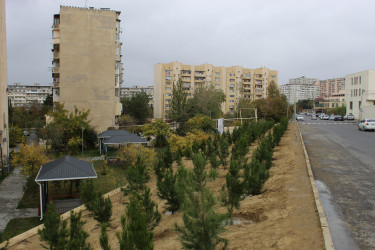 Nizami rayonunda 8 Noyabr - Zəfər Günü ərəfəsində ağacəkmə aksiyası keçirilib