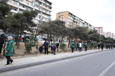 Rayonda növbəti ağacəkmə aksiyası keçirilib