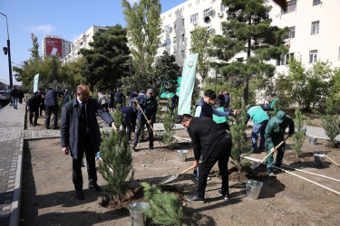 "Yaşıl dünya naminə həmrəylik ili" çərçivəsində Nizami rayonunda növbəti ağacəkmə aksiyası təşkil edilib