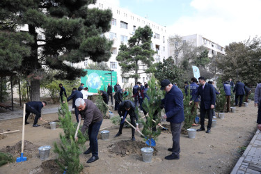 "Yaşıl dünya naminə həmrəylik ili" çərçivəsində Nizami rayonunda növbəti ağacəkmə aksiyası təşkil edilib