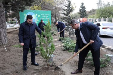 Nizami rayonunda növbəti ağacəkmə aksiyası təşkil edilib