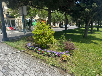 Qara Qarayev prospekti rəngarəng güllərlə bəzədilir