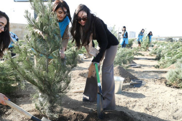 Nizami  rayonunda  ağacəkmə  aksiyası  keçirilib