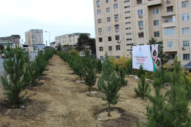 Nizami rayonunda 8 Noyabr - Zəfər Günü ərəfəsində ağacəkmə aksiyası keçirilib