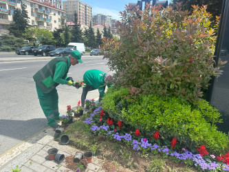 Qara Qarayev prospekti rəngarəng güllərlə bəzədilir