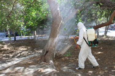 Nizami rayonunda zərərvericiklərə qarşı ağacların dərmanlanması işləri aparılır  - 01-09-2025