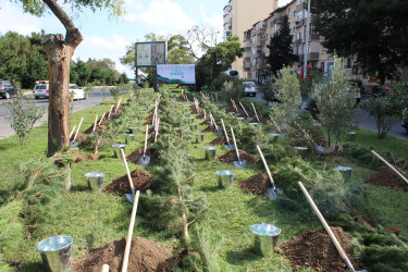 27 Sentyabr – Anım Günü ilə əlaqədar Nizami rayonunda ağacəkmə aksiyası keçirilib