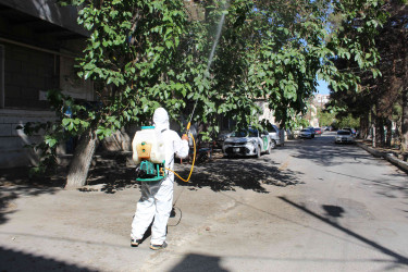 Nizami rayonunda zərərvericiklərə qarşı ağacların dərmanlanması işləri aparılır  - 01-09-2025