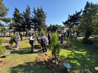 27 Sentyabr – Anım Günü ilə əlaqədar Nizami rayonunda ağacəkmə aksiyası keçirilib - 26.09.2025