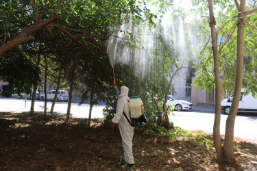 Nizami rayonunda zərərvericiklərə qarşı ağacların dərmanlanması işləri aparılır  - 01-09-2025