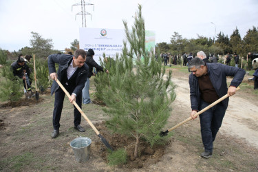 Nizami rayonunda “Şəhərsalma və Memarlıq İli” çərçivəsində ağacəkmə aksiyası keçirilib - 07.03.2026