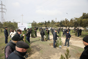 Nizami rayonunda “Şəhərsalma və Memarlıq İli” çərçivəsində ağacəkmə aksiyası keçirilib - 07.03.2026