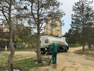 Nizami rayonunda yaşıllıqlara qulluq davam etdirilir - 01.12.2025