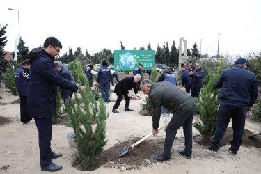 "Yaşıl dünya naminə həmrəylik ili" çərçivəsində növbəti ağacəkmə aksiyası  - M.Əliyev küçəsi - 19.10.2024