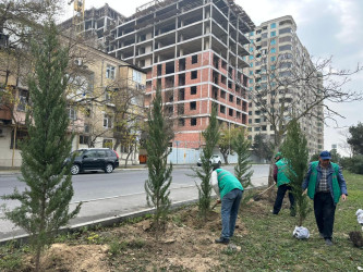 Nizami rayonunda yaşıllıqlara qulluq davam etdirilir - 01.12.2025