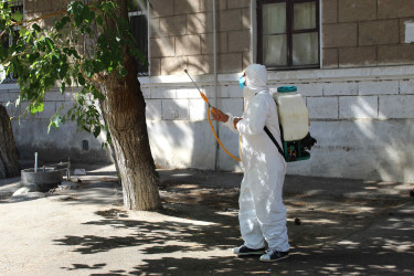 Nizami rayonunda zərərvericiklərə qarşı ağacların dərmanlanması işləri aparılır  - 01-09-2025