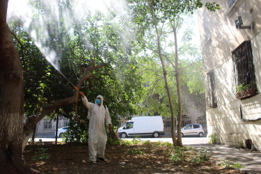 Nizami rayonunda zərərvericiklərə qarşı ağacların dərmanlanması işləri aparılır  - 01-09-2025