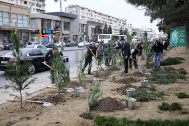 Ağacəkmə aksiyası - Q.Qarayev prospekti - 18.10.2024