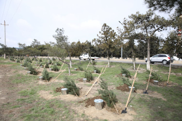 Nizami rayonunda “Şəhərsalma və Memarlıq İli” çərçivəsində ağacəkmə aksiyası keçirilib - 07.03.2026