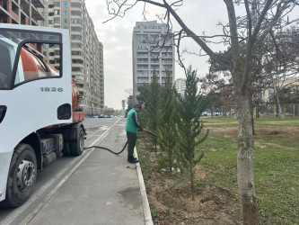 Nizami rayonunda yaşıllıqlara qulluq davam etdirilir - 01.12.2025