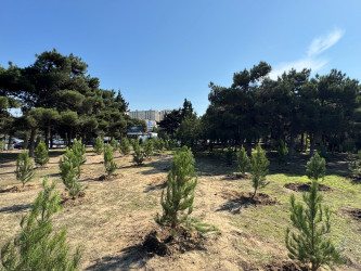 27 Sentyabr – Anım Günü ilə əlaqədar Nizami rayonunda ağacəkmə aksiyası keçirilib - 26.09.2025