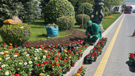 Nizami rayonunda yaşıllıqlara aqrotexniki qulluq və abadlıq işləri geniş vüsət alıb - 13.05.2026