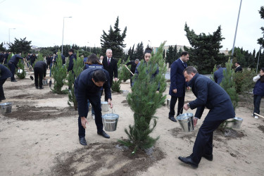 "Yaşıl dünya naminə həmrəylik ili" çərçivəsində növbəti ağacəkmə aksiyası  - M.Əliyev küçəsi - 19.10.2024