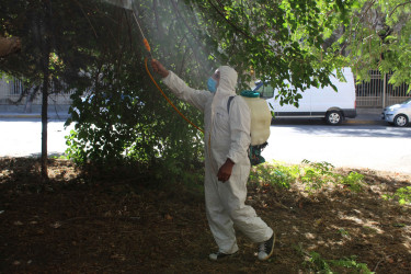 Nizami rayonunda zərərvericiklərə qarşı ağacların dərmanlanması işləri aparılır  - 01-09-2025